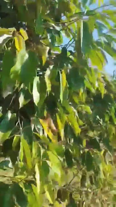 Lô rẫy 4200m² tại xã Ia Khai, huyện Ia Grãi giá chỉ 900 triệu - Cơ hội đầu tư tuyệt vời!