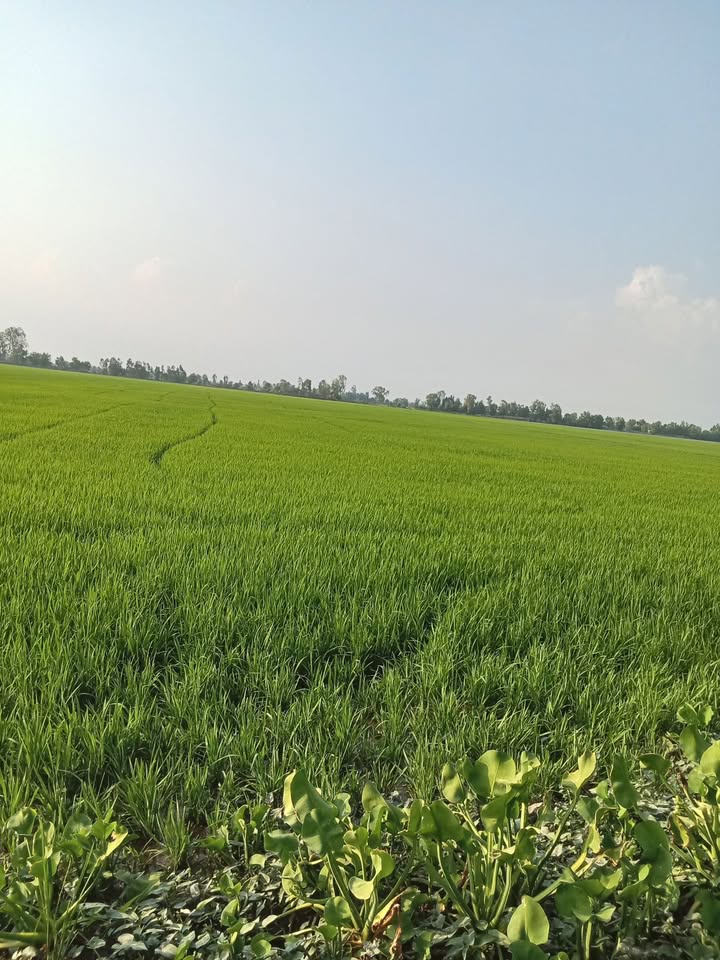 Đất ruộng 360m² mặt tiền lộ Đan, giá 90 triệu - Cơ hội đầu tư hấp dẫn!