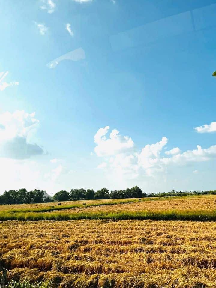 Đất lúa 6.504,9m² tại Vĩnh Hòa Hiệp - Đầu tư tiềm năng, giá chỉ 3.38 tỷ!