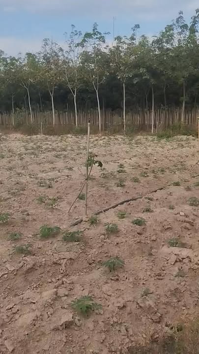 Đất nền xóm dân cư Thạnh Tây, Tân Biên 58,000m² giá 4.25 tỷ - Cơ hội đầu tư sinh lời!