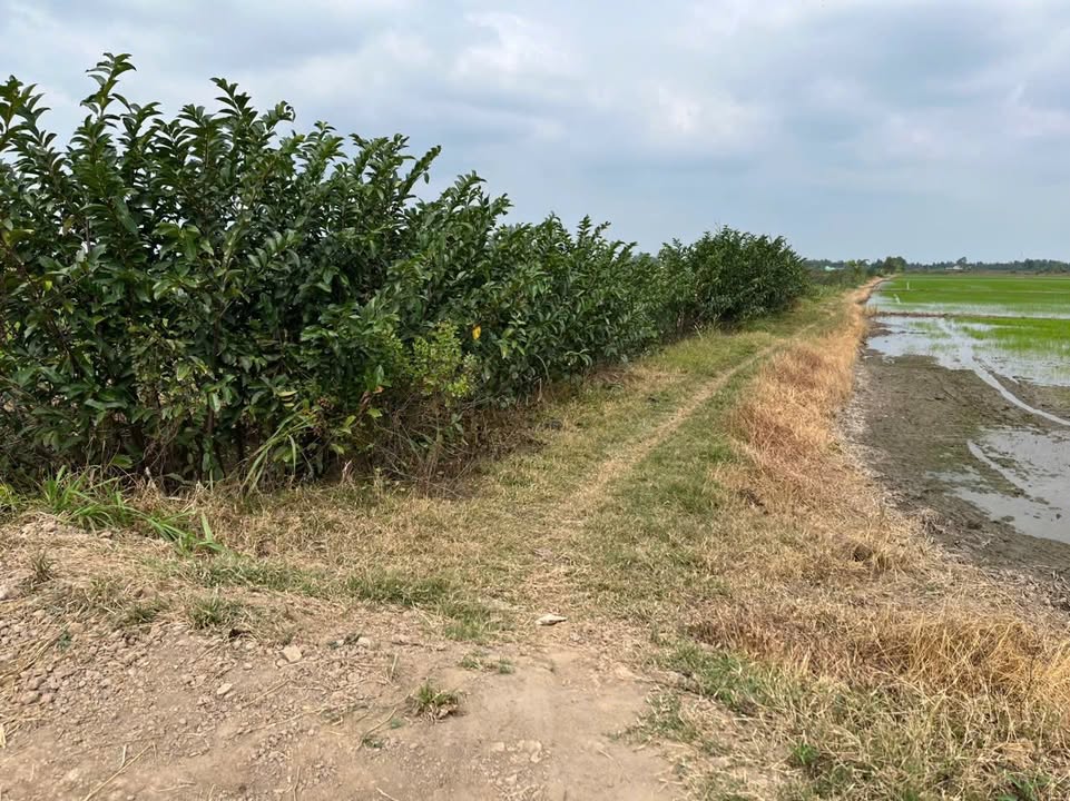 Đất Farm 5800m² tại Bàu Sơn, Châu Thành chỉ 11.02 tỷ - Tiềm năng phát triển cao!