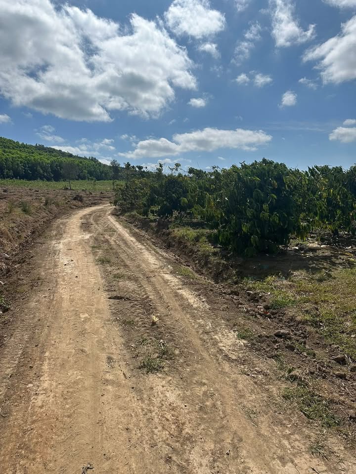 Đất rẫy 28,000m² tại Thôn 6, Xã Dangkang - Giá 1.47 tỷ, sổ hồng chính chủ!