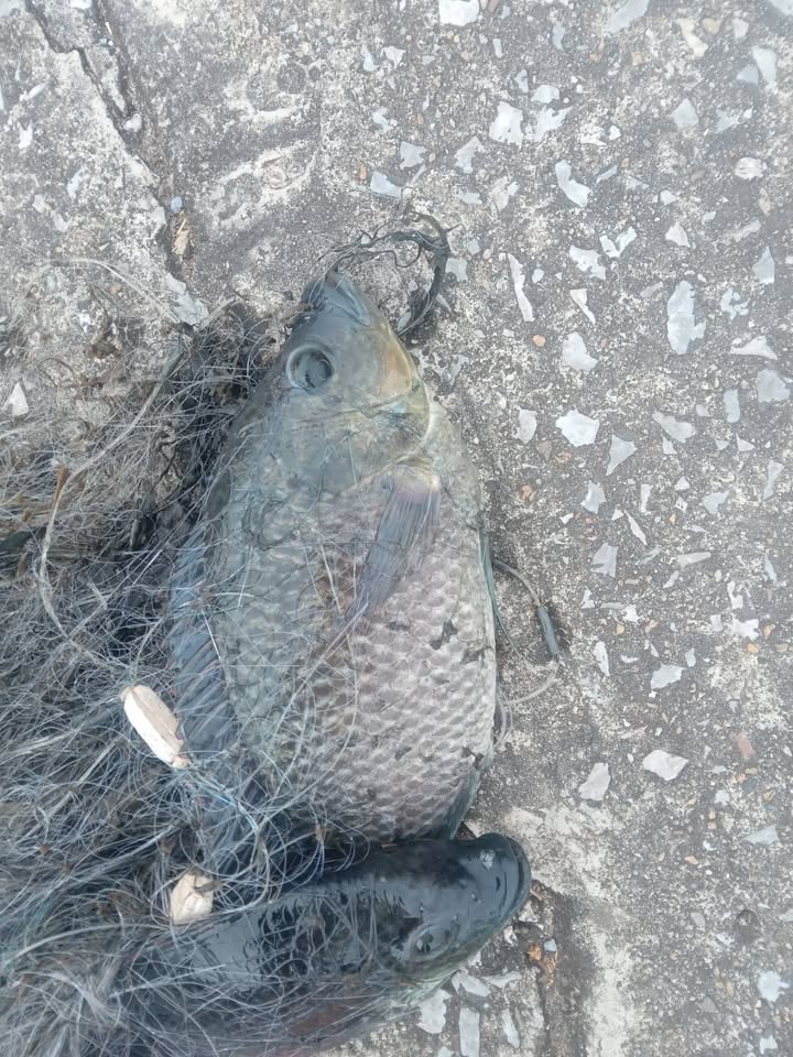 Đất thổ cư Thái Đô Thái Thụy 100m² giá 100 tỷ - Gần biển, tiện ích đầy đủ!