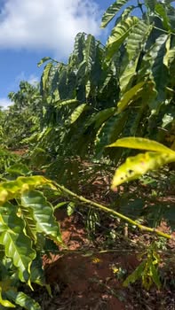 Đất Farm 4600m² Xã Phi Tô, Huyện Lâm Hà giá 1.38 tỷ - Cơ hội đầu tư tuyệt vời!