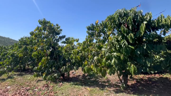 Đất farm 7,800m² tại Phi Tô, Lâm Hà - Giá 3.8 tỷ, thuận tiện giao thông!