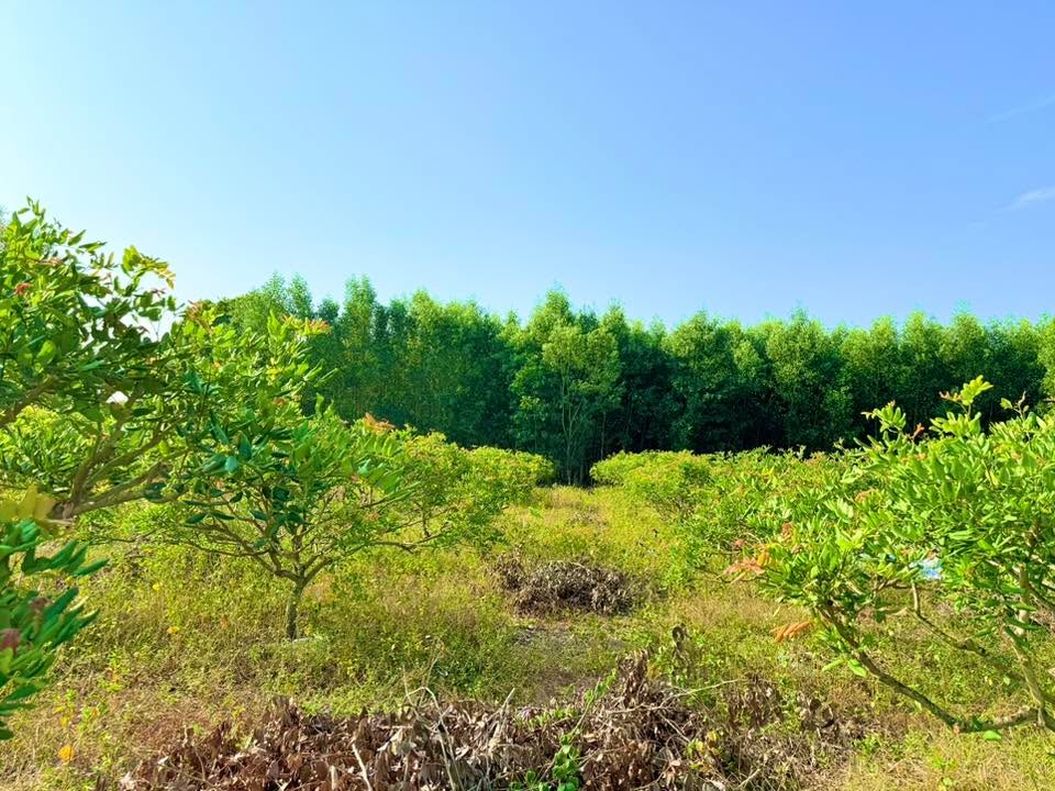 Đất nền Xã Hòa Hội, Huyện Xuyên Mộc 2700m² giá 4 tỷ - Mặt tiền đường nhựa rộng rãi!