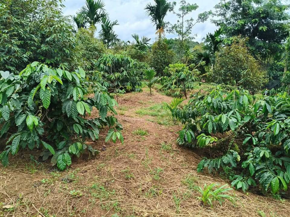 Đất rẫy 36.000m² tại Ea Bông, Krông Ana - Giá 2.34 tỷ, chính chủ bán gấp!