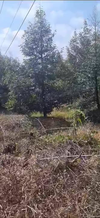 Đất vườn 1800m² tại Cẩm Sơn, Cai Lậy chỉ 700 triệu - Cơ hội đầu tư tuyệt vời!