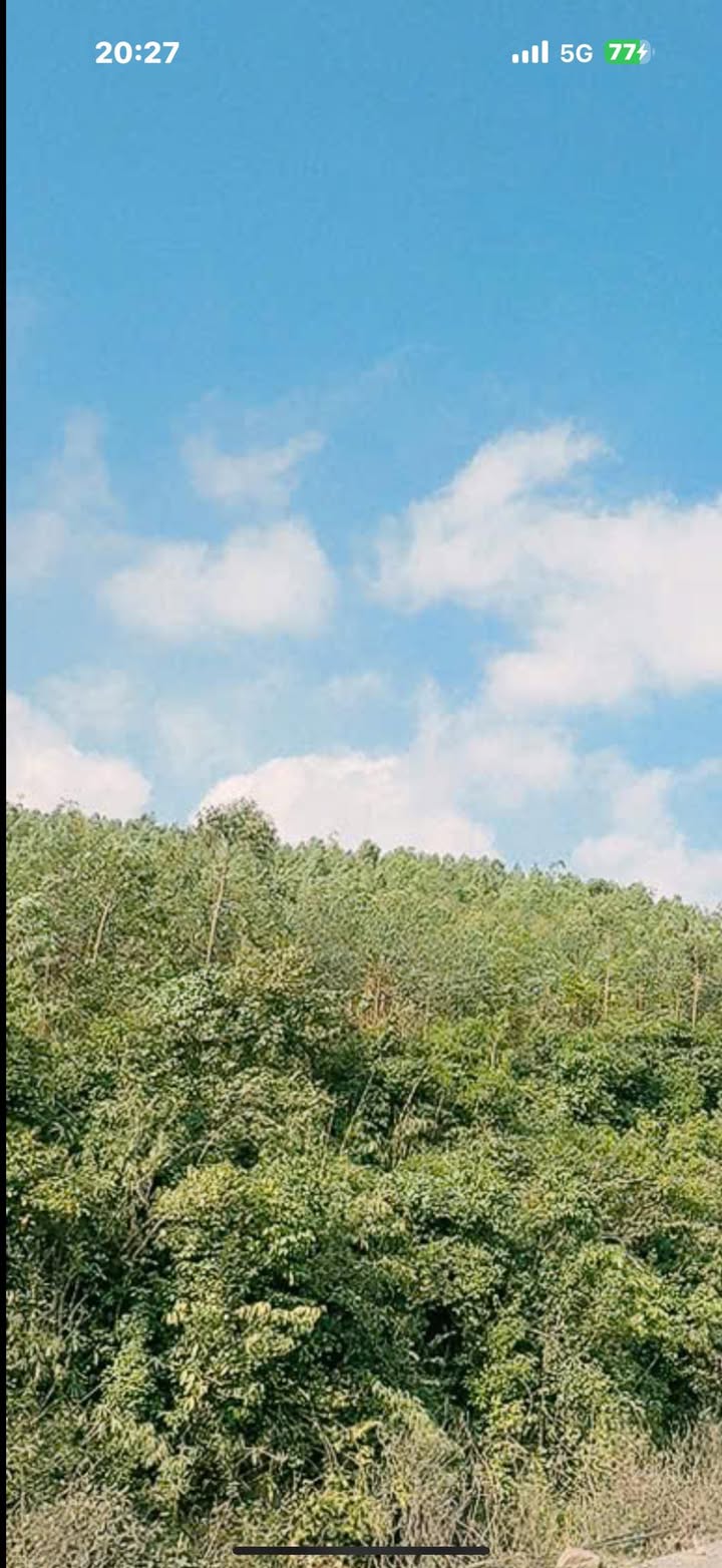 Đất rừng sản xuất 11ha tại Phường Việt Hưng, Hạ Long - Giá chỉ 2 tỷ!