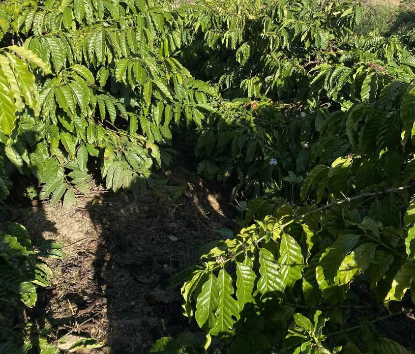 Đất rẫy 1.5ha tại buôn Tùng Tah, Đắk Lắk - Giá 200 triệu/sào, thu hoạch ngay!