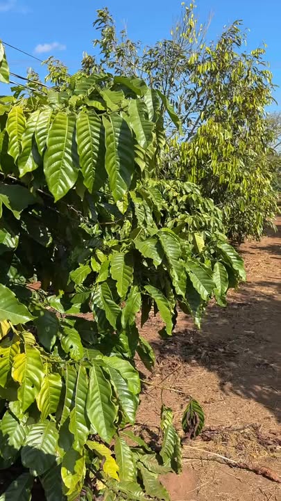 Farm 4,1 sào tại Buôn Hồ, Đắk Lắk - Đầu tư sinh lời với cà phê và sầu riêng!