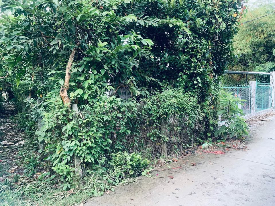 Đất nền Long Hưng B Lấp Vò 155m² giá 500 triệu - Đầu tư sinh lời ngay!