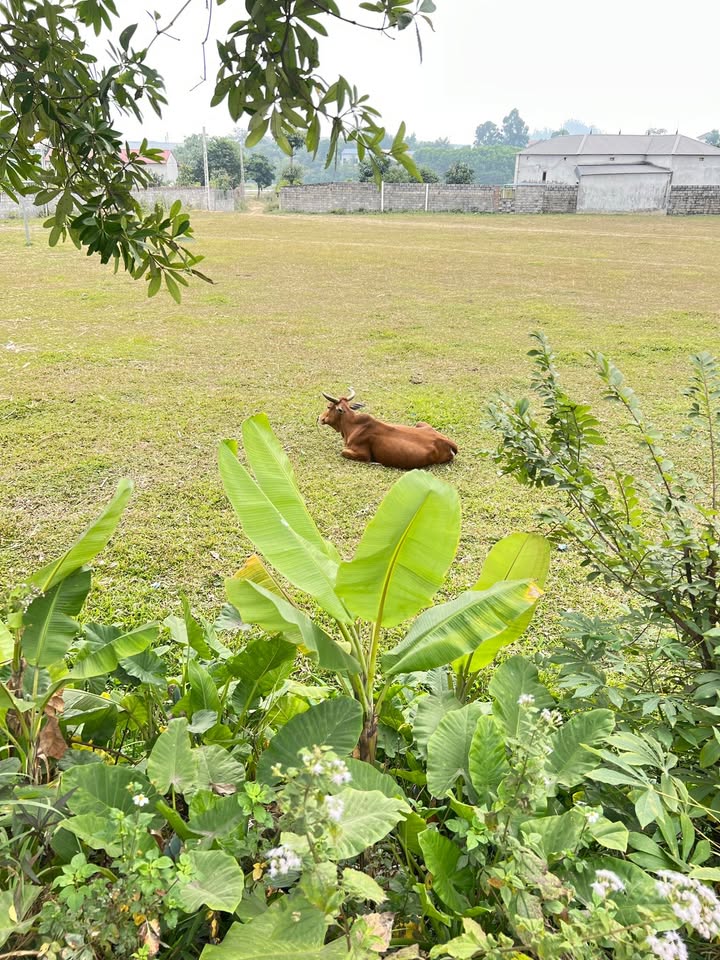 Đất thổ cư 230m² tại KCN Điềm Thụy giá chỉ 1.2 tỷ - Phù hợp đầu tư hoặc ở ngay!