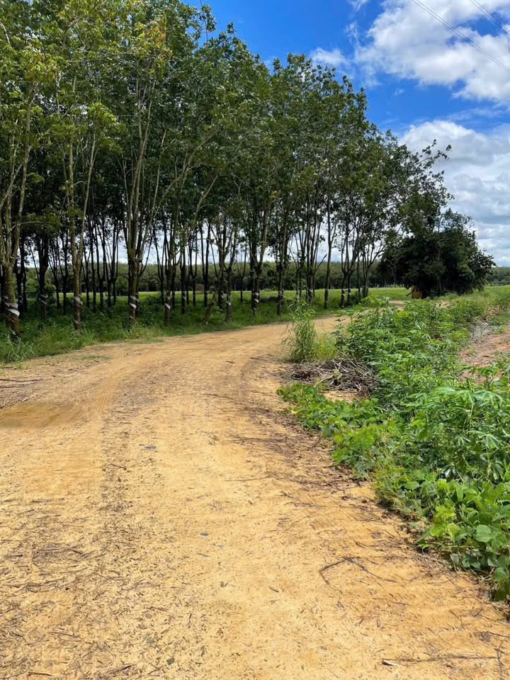 Đất nền DMC Tây Ninh 1068m² giá 499 triệu - Phù hợp làm khu nghỉ dưỡng