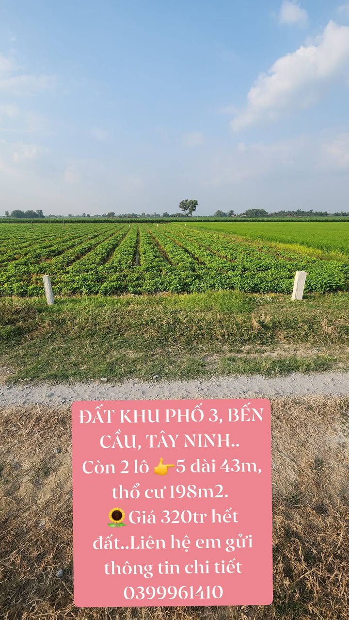 Đất thổ cư Khu Phố 3 Bến Cầu 198m² giá 320 triệu - Cơ hội đầu tư không thể bỏ lỡ!