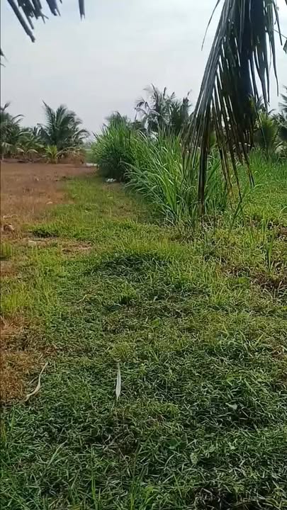 Đất vườn 2800m² xã Hiếu Phụng, Vĩnh Long - Giá chỉ 1.2 tỷ, thương lượng ngay!