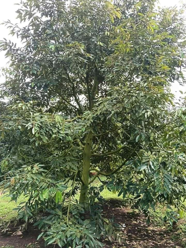 Đất rẫy 5 sào tại Buôn Đét, Đắk Lắk - Giá chỉ 1.8 tỷ