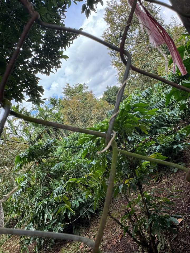 Đất Farm 4000m² tại Hòa Thắng, Buôn Ma Thuột - Giá 2 tỷ, Đầu tư sinh lời!