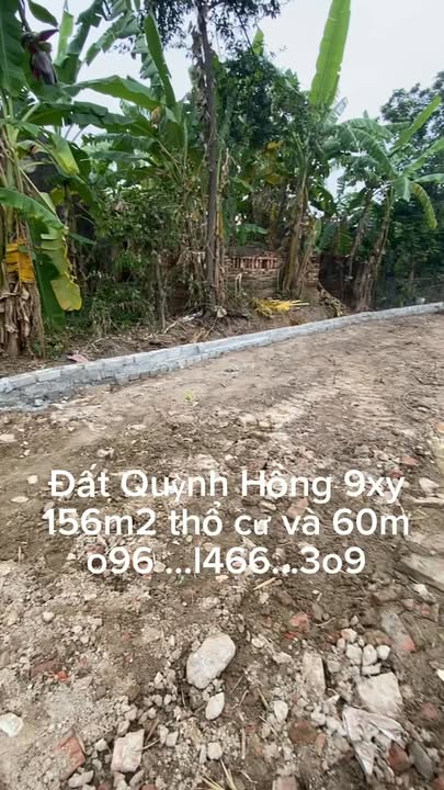 Đất thổ cư xã Quỳnh Hồng 156m² giá thỏa thuận - Gần chợ thị trấn Quỳnh Côi!