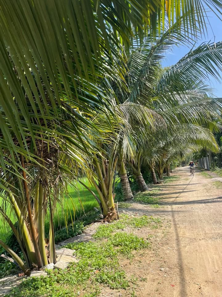 Đất nền Bình Nam - Thăng Bình 2000m² chỉ 2.1 tỷ - Pháp lý rõ ràng, đầu tư sinh lời!