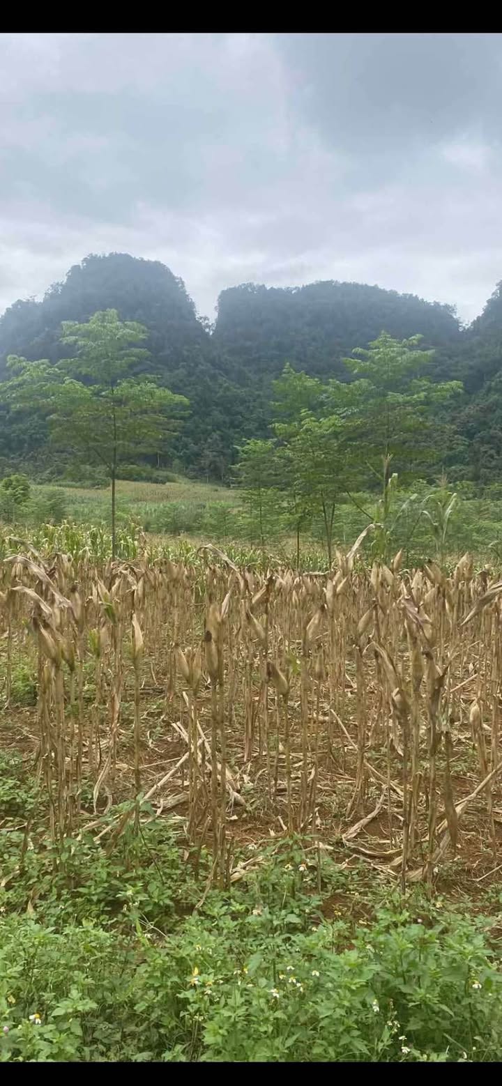 Đất nền TDP Bản Mán, Phong Quang, 5584m² giá 420 triệu - Cơ hội đầu tư tuyệt vời!