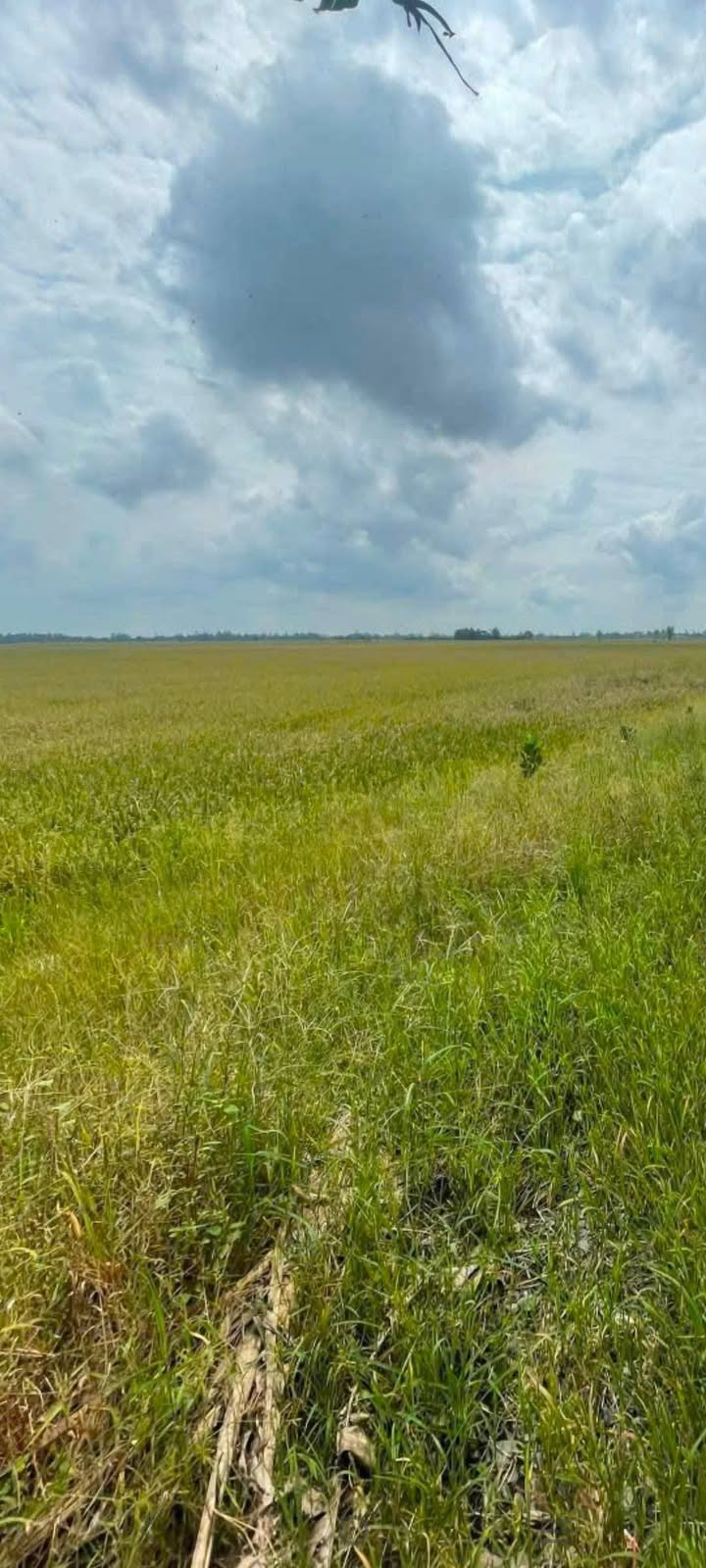 Đất Farm 65000m² tại Xã Thanh Mỹ, Huyện Tháp Mười, Đồng Tháp - Mặt tiền 30m, giá 17.55 tỷ!