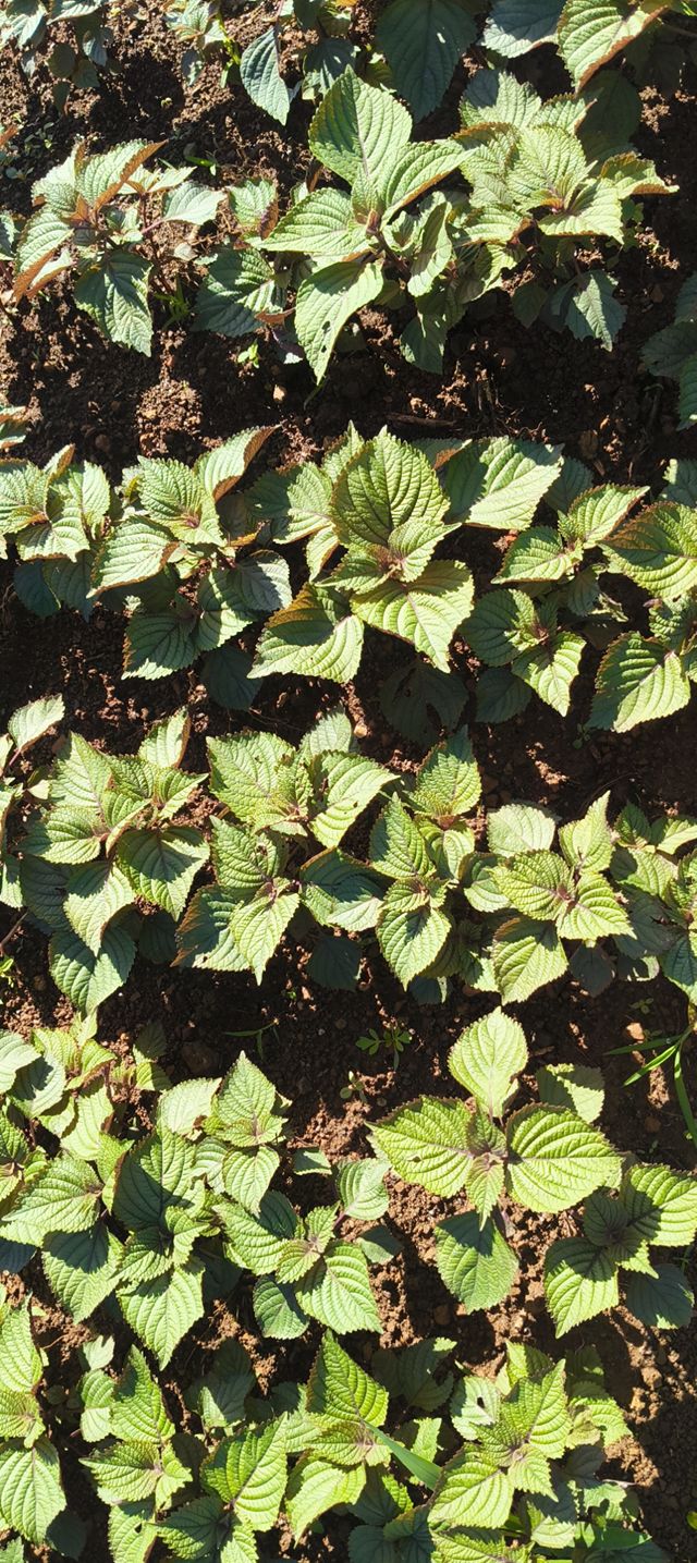 Đất thổ cư 135m² tại Thôn 34, La Gi - Giá chỉ 2.2 tỷ - Đầu tư sinh lời ngay!