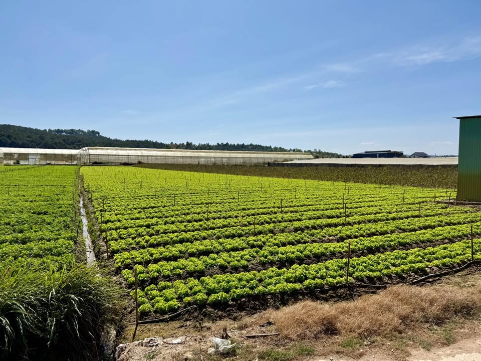 Đất thổ cư Suối Thông C, Đơn Dương 10.890m² giá 2.87 tỷ - Vị trí đẹp, pháp lý rõ ràng!