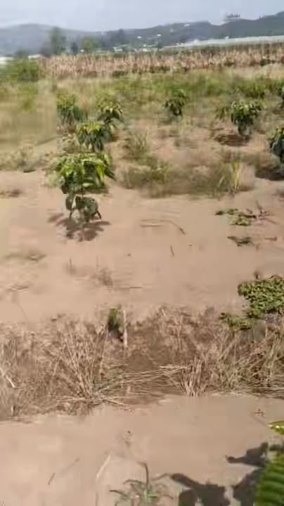 Đất nền Tân Văn Lâm Hà 1300m² giá 550 triệu - Gần khu dân cư, cơ hội đầu tư tuyệt vời!