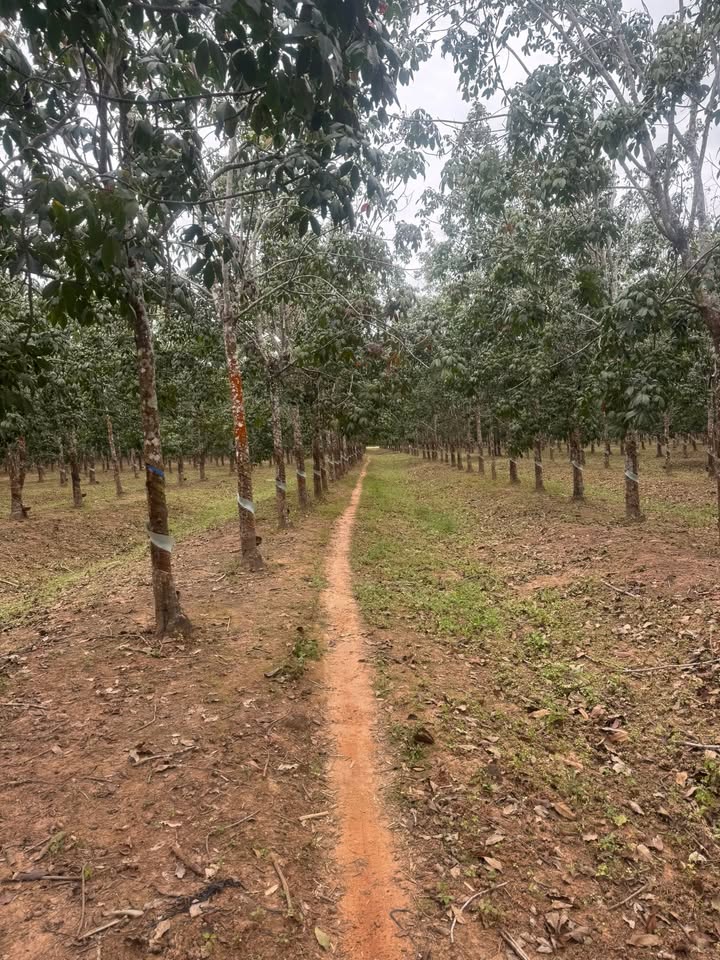 Đất nền xã Ea Lê 36.000m² giá 1.2 tỷ - Đầu tư sinh lời ngay!