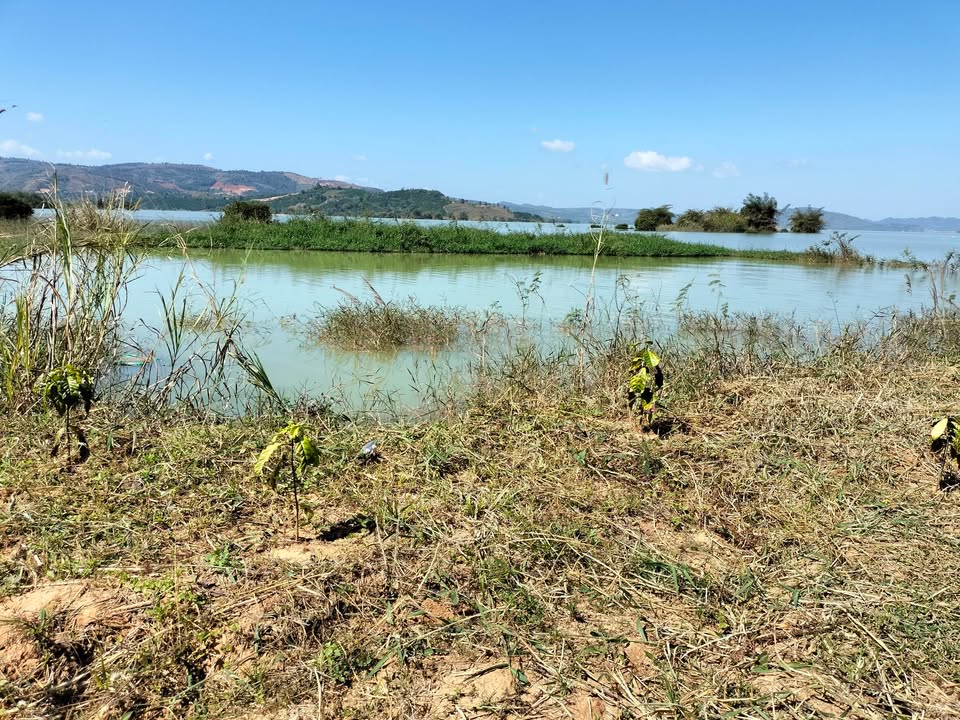 Farm 60000m² tại Buôn Ba Giang, Huyện Lắk - Giá chỉ 4.6 tỷ, Đầu tư sinh lời!