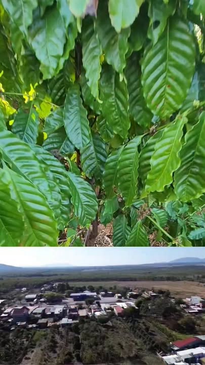 Đất nền 5,5 sào tại xã Ia Le, huyện Chư Pưh, Gia Lai giá chỉ 825 triệu - Đầu tư sinh lời hấp dẫn!