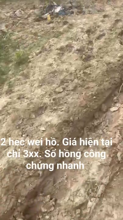 Đất Farm 2ha Tây Phú, Bình Định giá 30 tỷ - Cơ hội đầu tư tuyệt vời!