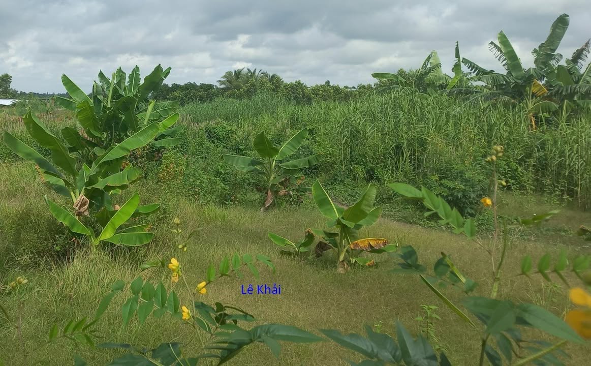 Bán đất thổ cư 700m² tại Quốc Lộ N2, xã Mỹ Đông, huyện Tháp Mười chỉ 1.8 tỷ - Đầu tư sinh lời ngay!