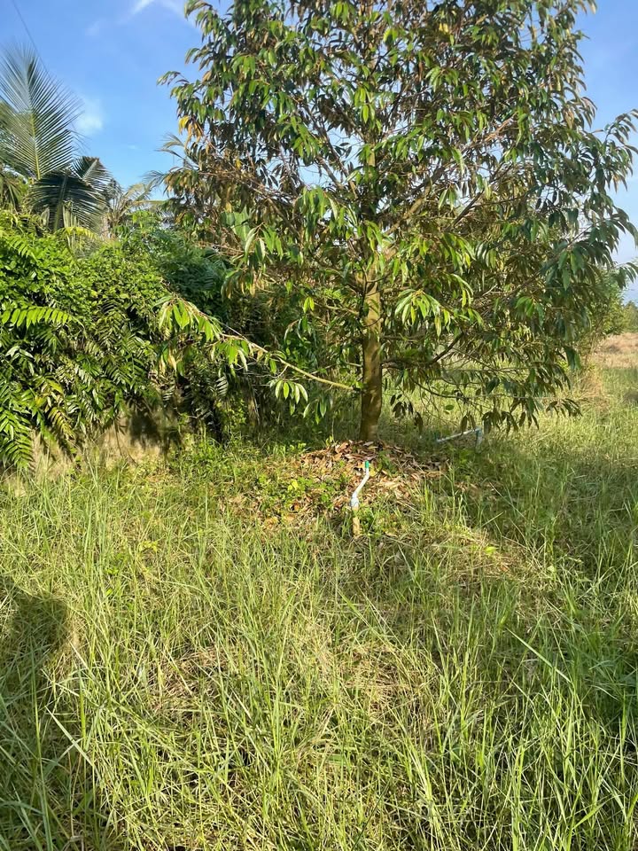 Đất Farm Mỹ Hiệp, Cao Lãnh 60,000m² giá 6.4 tỷ - Đầu tư sinh lời ngay!