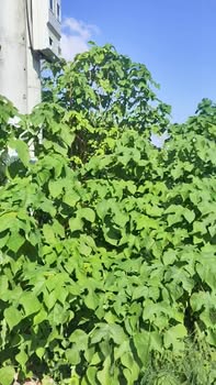 Đất nền Khu Phố Thanh Long, Quy Nhơn 156m² giá 560 triệu - Full thổ cư, ô tô vào tận nơi!