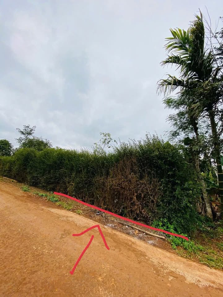 Đất nền Phường Bình Tân, Thị xã Buôn Hồ 175m² giá 295 triệu - Cơ hội đầu tư hấp dẫn!