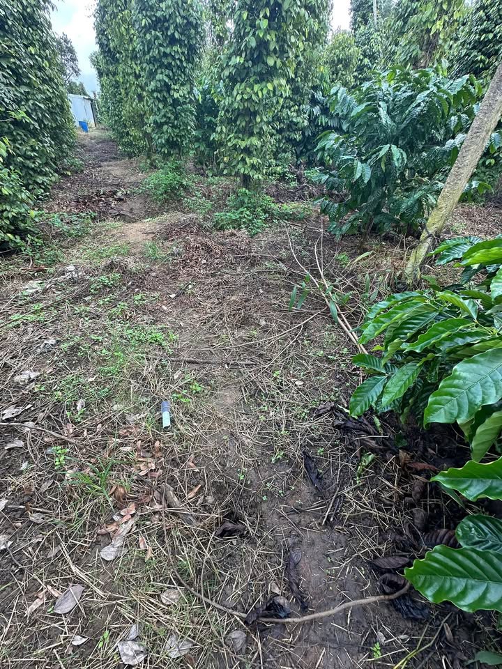 Farm Đất Vàng Ea Kar 16.300m² giá 10.2 tỷ - Đầu tư sinh lời bền vững!