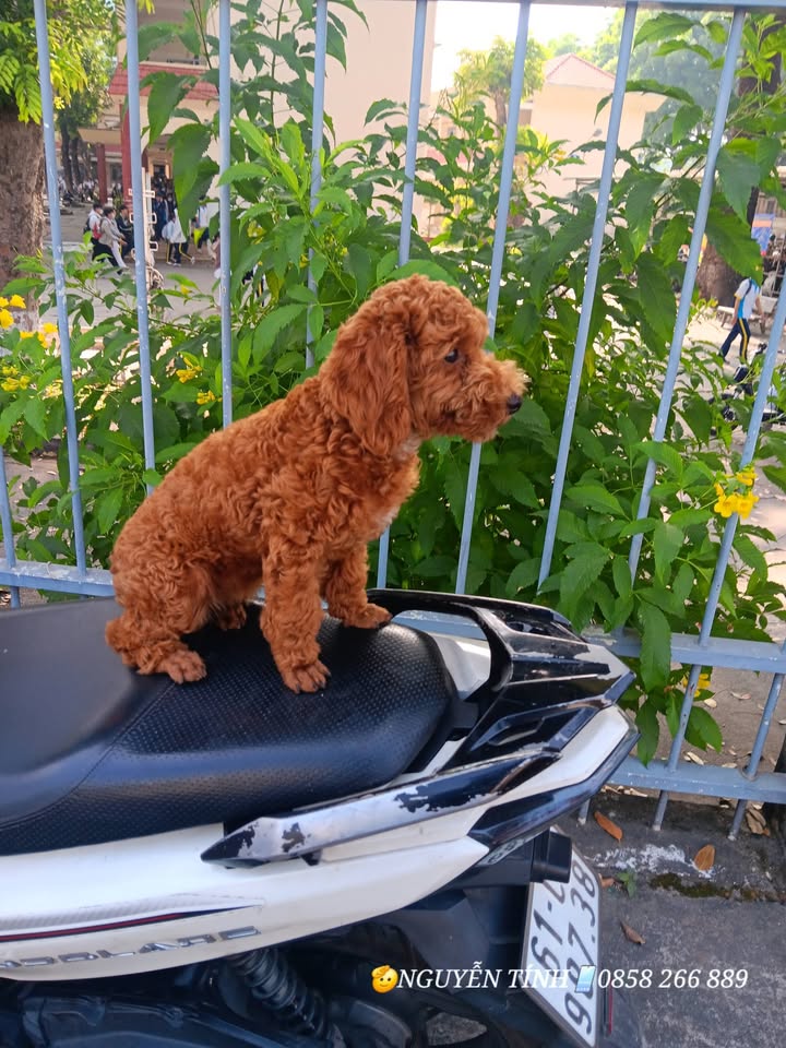 Nhà mới Bình Hòa 75m² giá 4.89 tỷ - Sẵn sàng vào ở ngay, full nội thất!