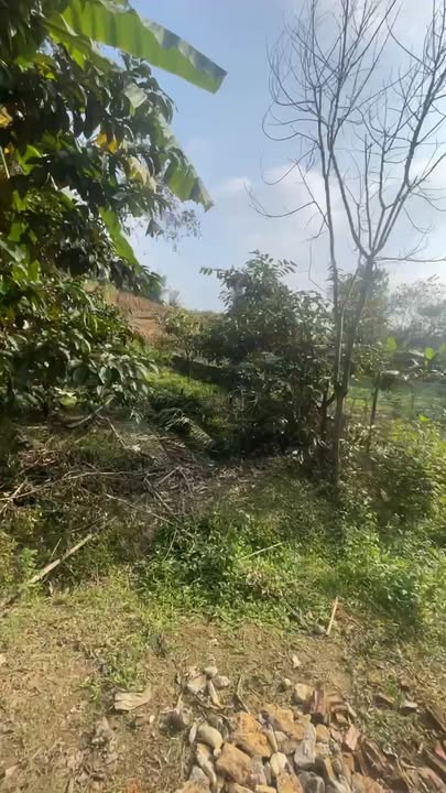 Đất nền Xã Cẩm Hà 150m² giá 400 triệu - Sổ đỏ chính chủ, cơ hội đầu tư tuyệt vời!