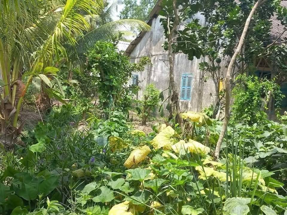 Đất nền Thới Thạnh Đông, 198m² - Vị trí đắc địa, đầu tư sinh lời!