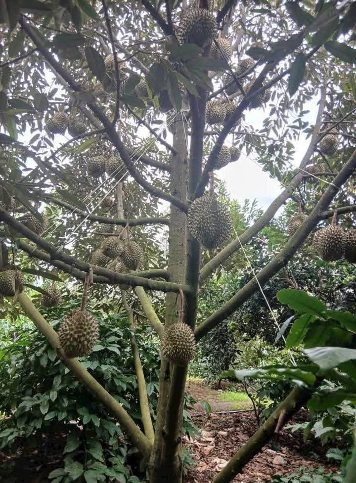 Farm 3 Sào Ô Việt Đông Hòa 3.7 Tỷ - Pháp lý rõ ràng, sẵn sàng giao dịch!