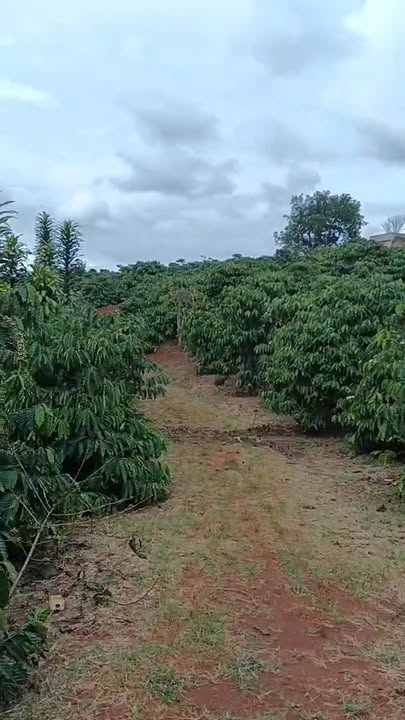 Farm Đan Phượng 30360m² giá 28 tỷ - Cơ hội đầu tư hấp dẫn!