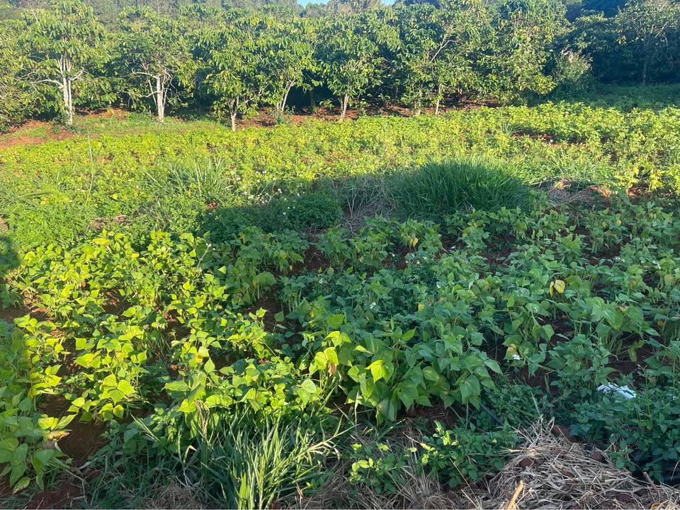 Đất nền 2 mặt tiền tại xã Phú Hội, huyện Đức Trọng, Lâm Đồng 2200m² - Giá chỉ 1.69 tỷ!