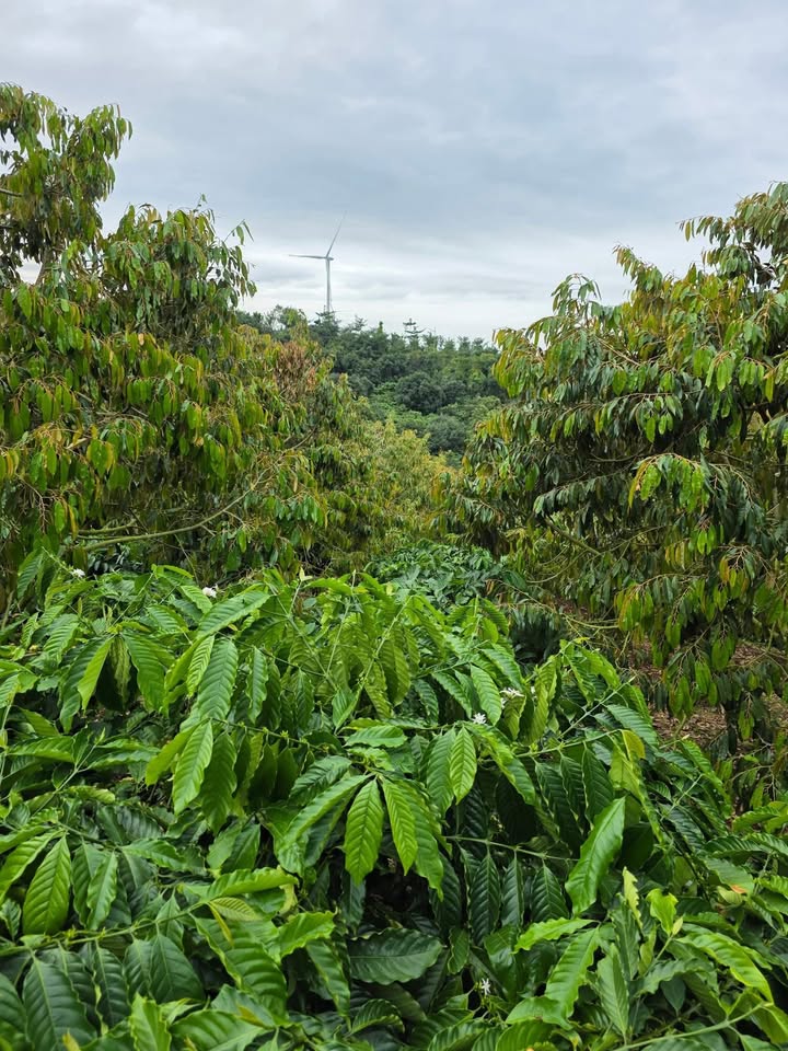 Farm 2ha tại Krông Búk, Đắk Lắk - Giá 10.5 tỷ, Đầu tư sinh lời!