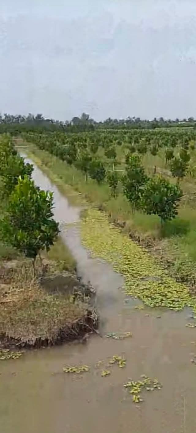 Đất Farm 7,5 Công sầu riêng Monthon tại Xã Hậu Mỹ Bắc B - Giá chỉ 2.7 tỷ!