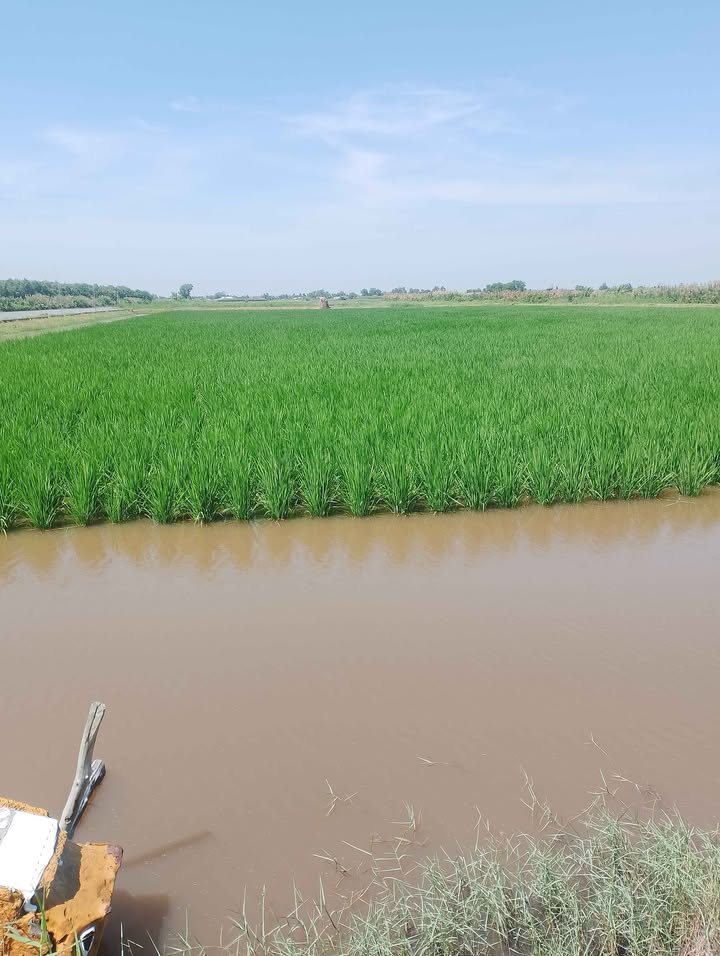 Đất Farm 85 công tại Xã Đông Hưng B, Huyện An Minh - Giá chỉ 9.775 tỷ