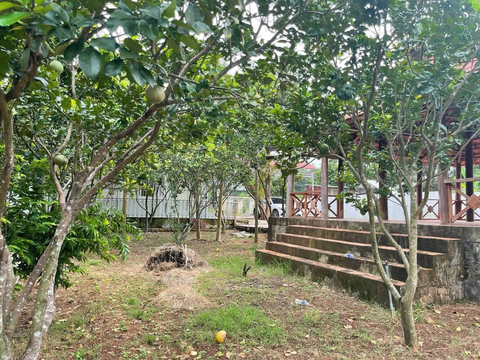 Cho thuê nhà vườn kp3 Tiến Thành 2600m² giá 5 triệu - Không gian sống lý tưởng!