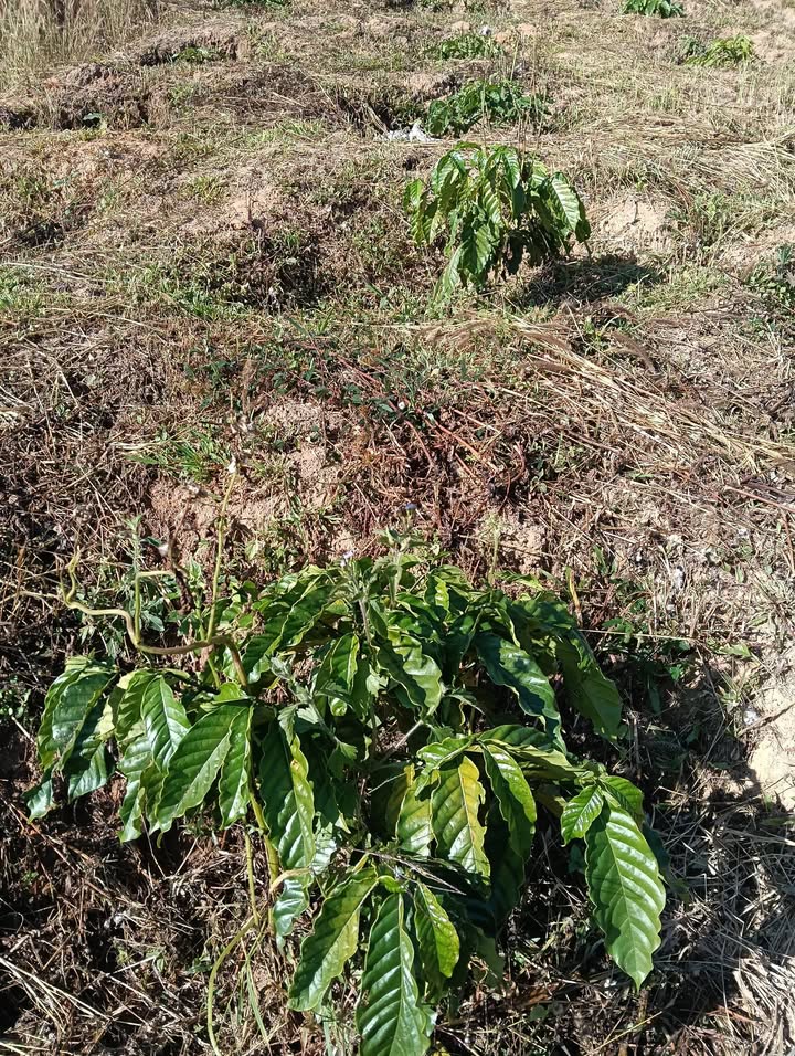 Bán lô đất Farm 24,500m² tại thôn Phúc Hợp, Lâm Hà - Đầu tư sinh lời hấp dẫn!