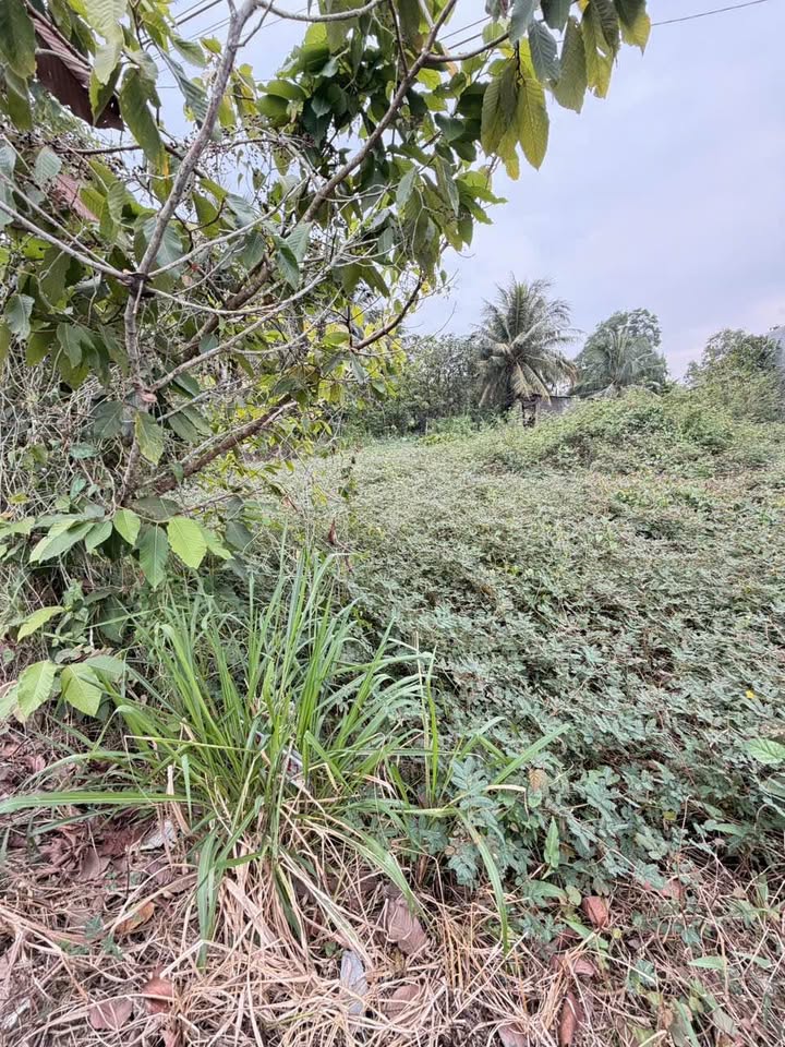 Đất nền Kênh Lễ Quyền Cà Mau 168m² giá chỉ 600 triệu - Đầu tư sinh lời ngay!